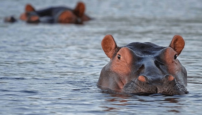 Hippopotamus in Adamawa