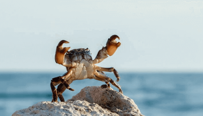 Crab
