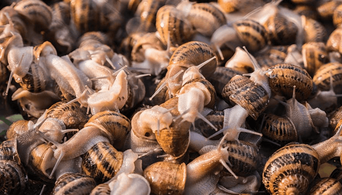 snail farming is Nigeria