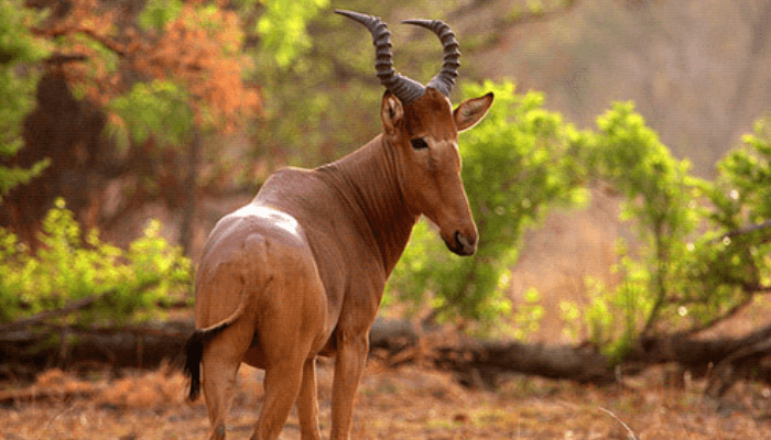 Kamuku National Park