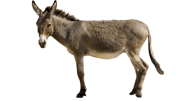 donkey