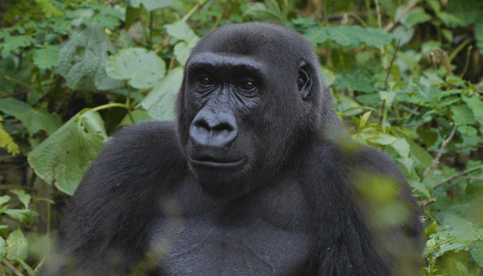 Nigeria’s gorillas