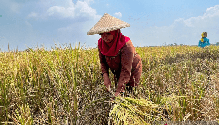 Indonesia self-sufficiency in rice